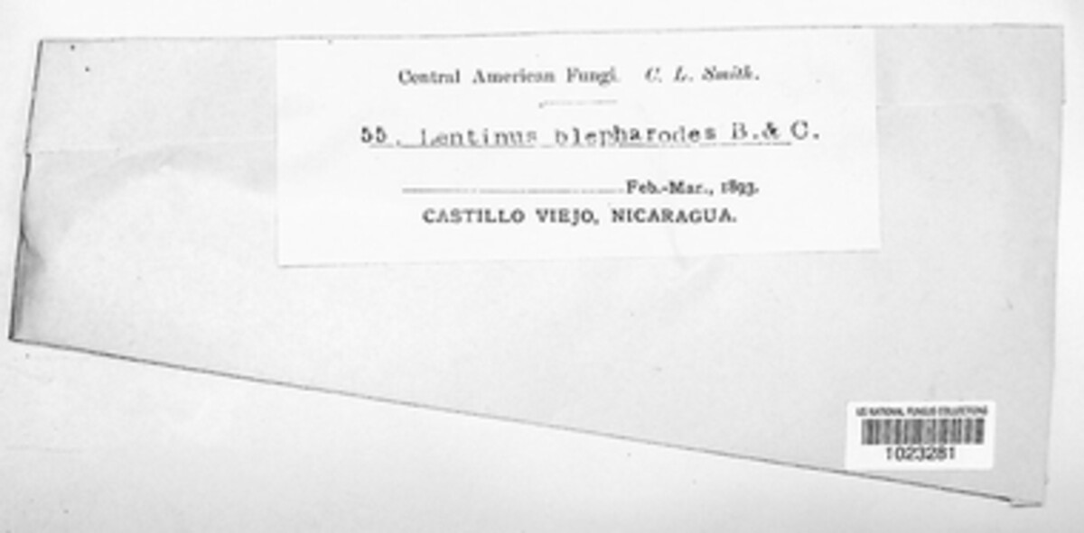 Lentinus velutinus image